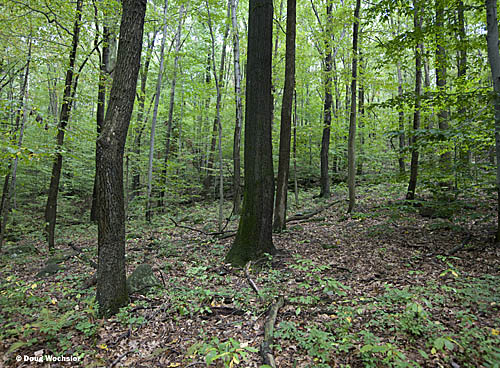 Deciduous Forest French Creek _A5E7759.jpg - 130456 Bytes